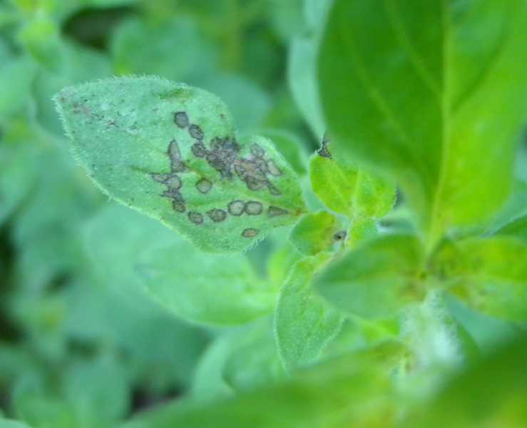 Tarnished and fourlined plant bugs